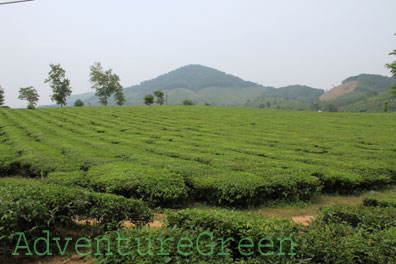 Gree tea plantations at Tan Son, Phu Tho