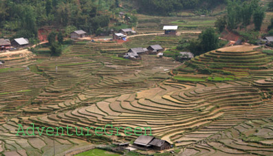 Rice terraces at Sapa