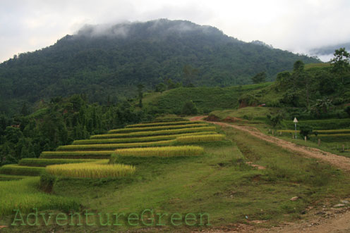 Path to the summit of Chieu Lau Thi, Hoang Su Phi, Ha Giang