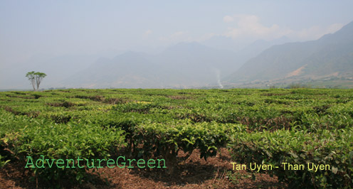 Tea plantations at Tan Uyen, Than Uyen
