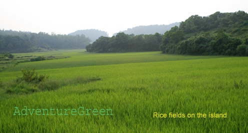 Rice fields on the island