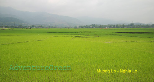 Muong Lo Valley, Nghia Lo
