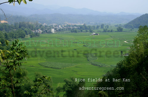 Ricefields at Bac Kan