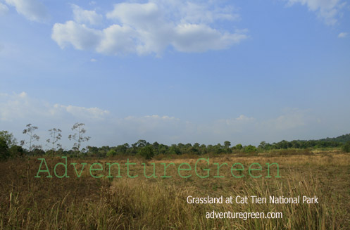 Grassland at the Cat Tien National Park, good place for night safaris spotting wildlife