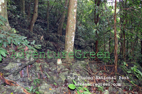 In the heart of the primeval forest of the Cuc Phuong National Park
