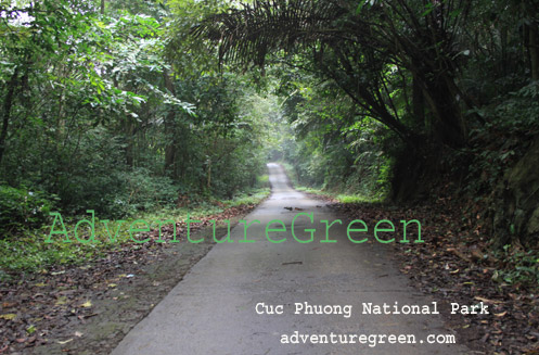 A forest trail at Cuc Phuong National Park
