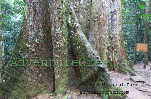 The 1000 year-old tree of Cho Chi at Cuc Phuong National Park