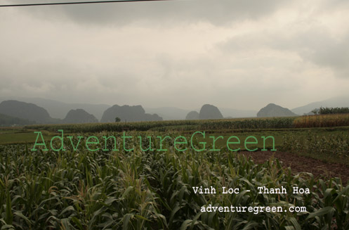 Corn fields at Vinh Loc, Thanh Hoa
