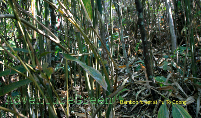 Bamboo forest near Pu To Coong Peak