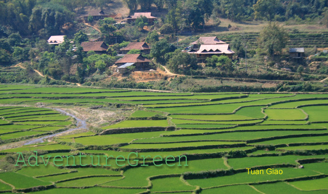 Rice terraces at Tuan Giao at the base of the Pha Din Pass