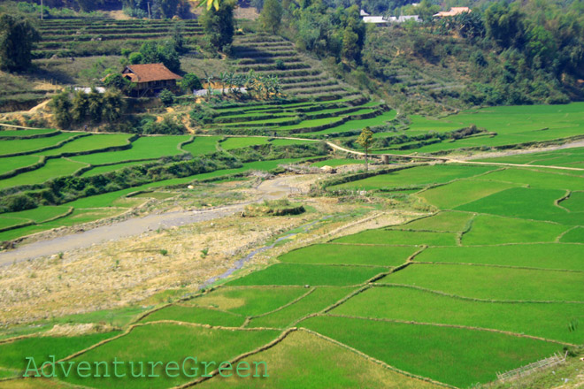 Rice fields at Tuan Giao