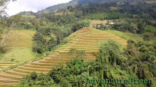 Rice terraces at Ho Thau