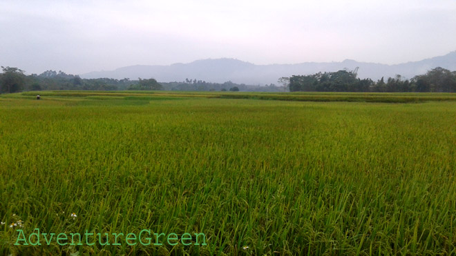 Rice fields at Quang Binh, Ha Giang