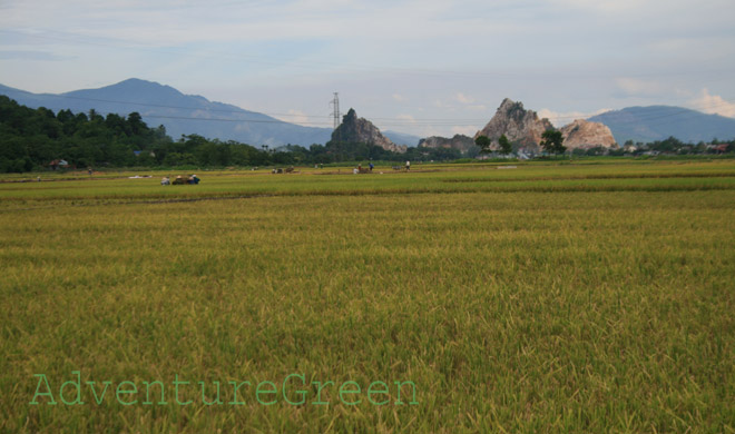 rice fields near the Ba Vi National Park