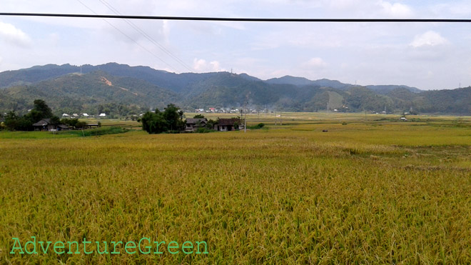 Rice fields at Muong Than Valley, Than Uyen, Lai Chau