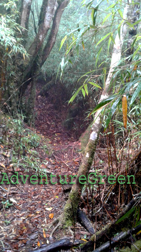 Then came a thick bamboo forest with a steep path leading up