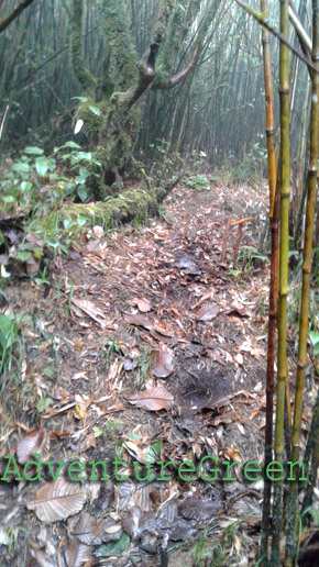 The muddy path in the bamboo forest near the summit