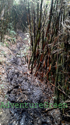 The bamboo path turned extremely muddy, dirty and slippery on the way back