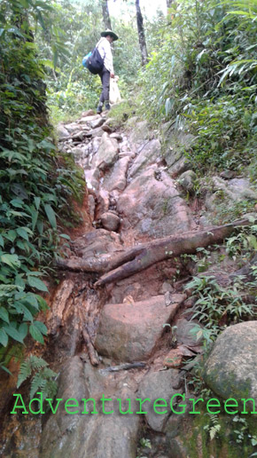 A steep and rocky path in a forest