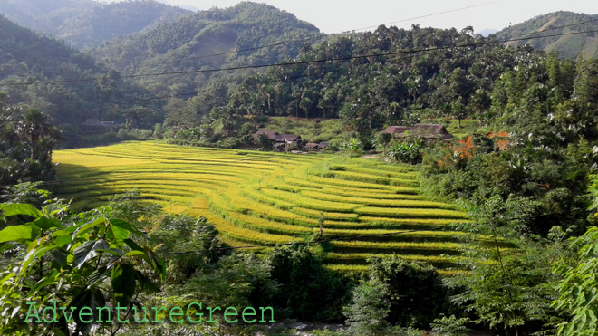 Golden rice terraces at Nghia Do, Bao Yen, Lao Cai