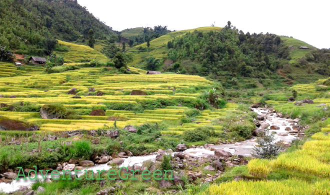 Golden rice terraces at Sang Ma Sao, Bat Xat