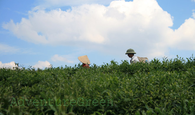 A tea plantation at Moc Chau