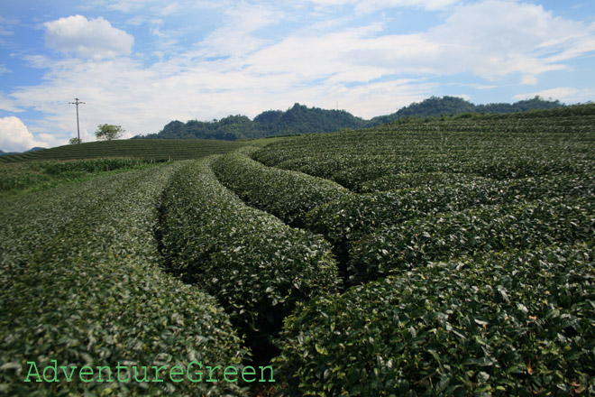Tea plantations at Moc Chau, Son La