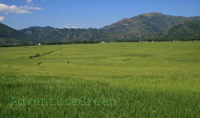 A rice field at Phu Yen