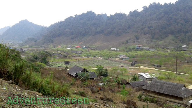Hmong houses amid peach and plum gardens