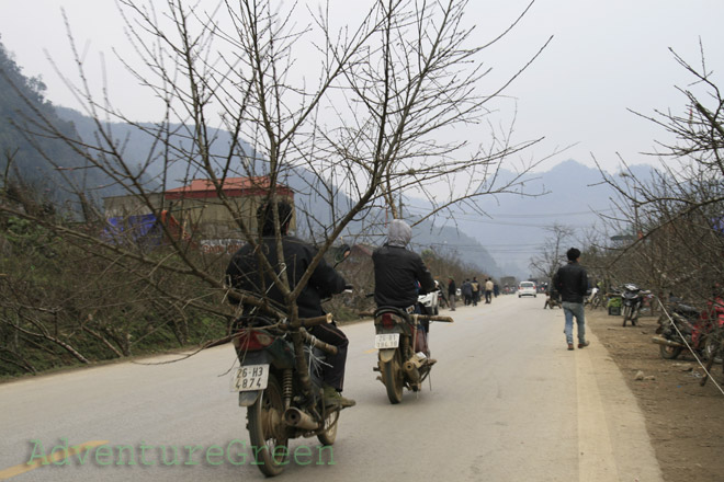 People carrying peach branches to the market for Tet celebration