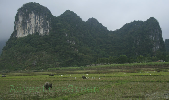 Stubbly fields at Thanh Hoa