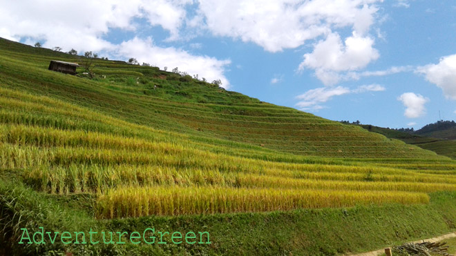 Unbelievable rice terraces
