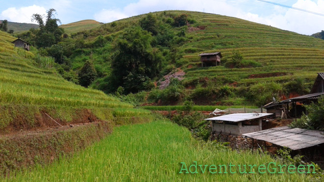 Rice terraces near Mu Cang Chai Township