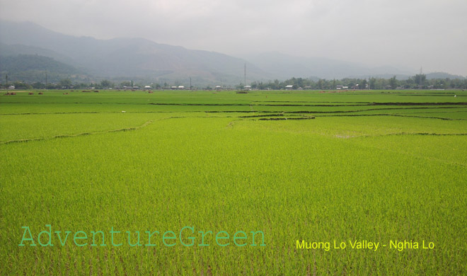 Muong Lo Valley - Nghia Lo