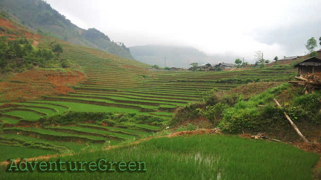 Rice terraces at Xa Ho, Tram Tau District, Yen Bai Province