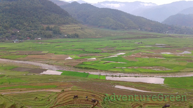 Green rice terraces at Cao Pha - Tu Le Valley