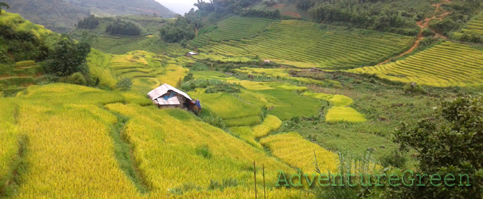 Captivating golden rice terraces at Sang Ma Sao, Bat Xat, Lao Cai, Vietnam