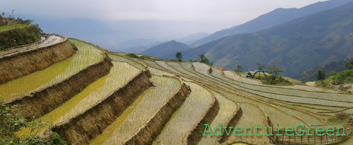 Green rice terraces at Trinh Tuong, Bat Xat, Lao Cai, Vietnam