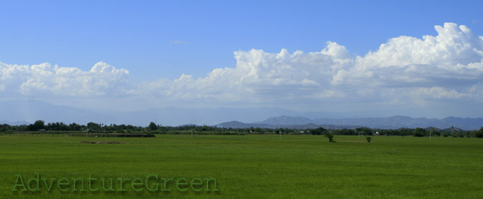 Pristine ricefields in the countryside of Ninh Thuan Province