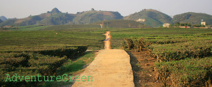 Tea plantations at Moc Chau Plateau
