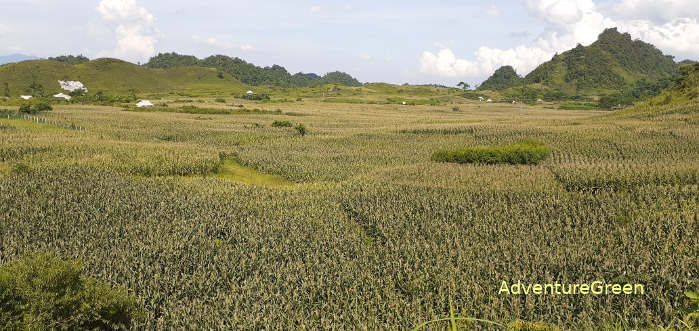 Beautiful corn fields at Lung Van, Hoa Binh Province, Vietnam