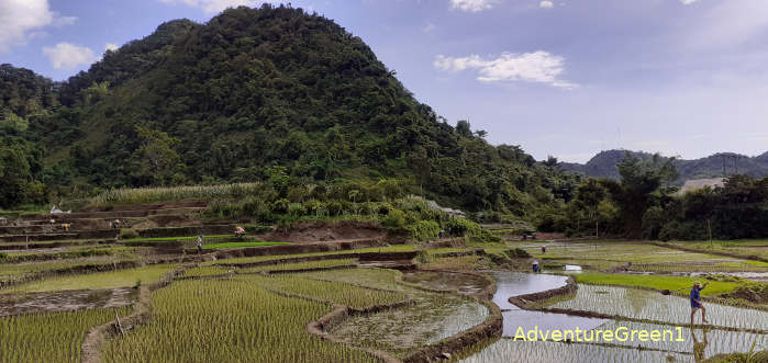 Rice fields at the Lung Van Valley in Hoa Binh Province