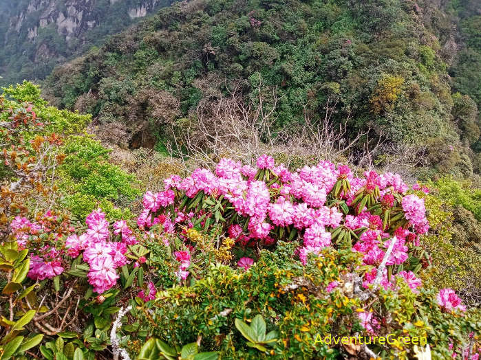 Rhododendron Flowers on the mountain of Pu Ta Leng in Lai Chau Vietnam
