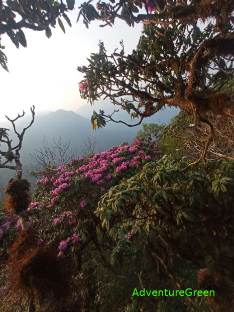 Beautiful rhododendron blossoms near the summit of the Pu Ta Leng Mountain in March and April every year