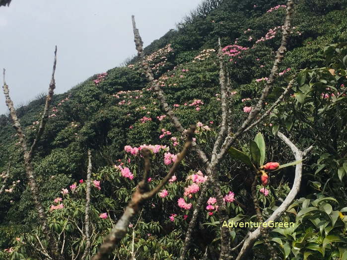 Ta Lien Son mountain sides covered in rhododendron flowers in March and April