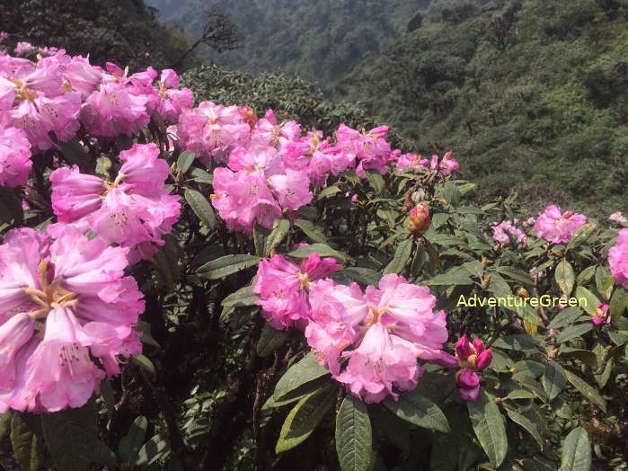 Rhododendron blossoms on top of the Ta Lien Son Mountain in Lai Chau Vietnam