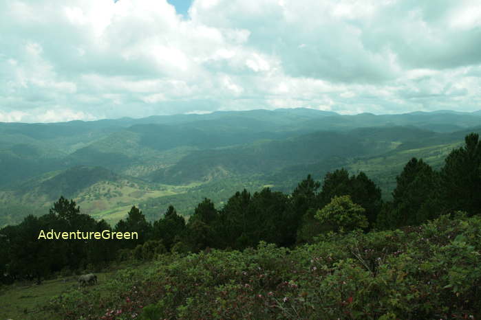 The Lang Biang Mountain, a popular birding spot in Da Lat