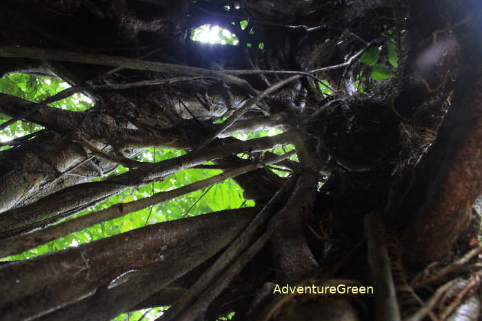 A giant strangler fig at the Cuc Phuong National Park which has the trunk with hollow for 20-30 meters all the way from the root to the top