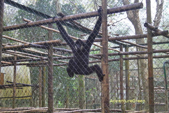 A gibbon at the Private Rescue Center at the Cuc Phuong National Park in Ninh Binh Vietnam