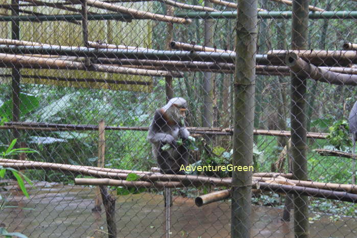 Gray shanked langur at the Endangered Primate Rescue Center of the Cuc Phuong National Park